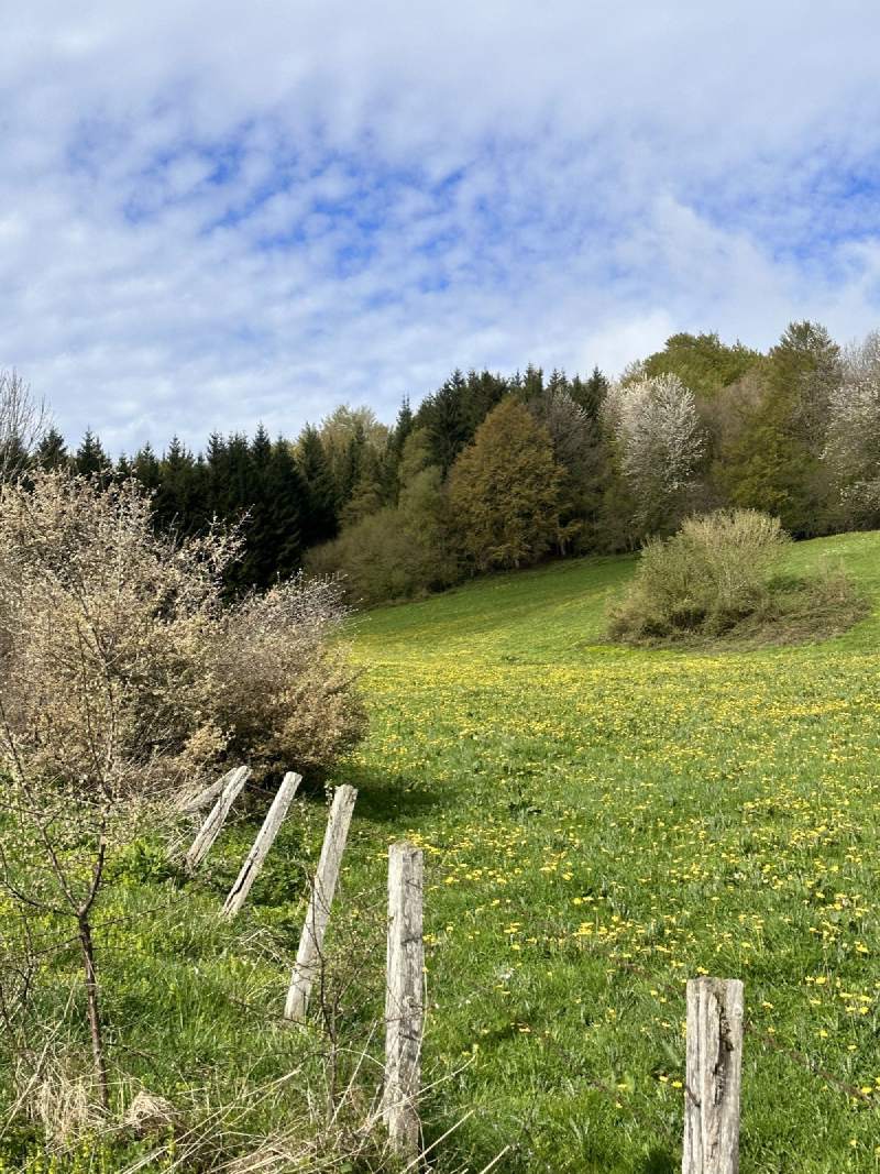 綠色草地、木樁籬笆和樹林