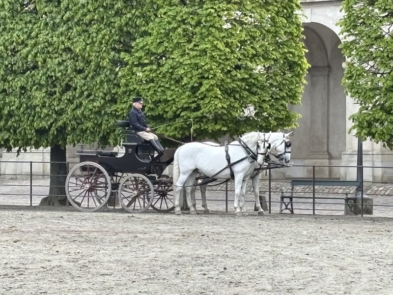 Christiansborg 旁的馬場,黑馬車和兩匹白馬。