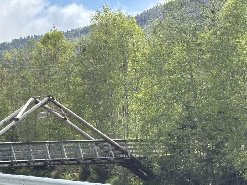樺樹林裡的木橋。