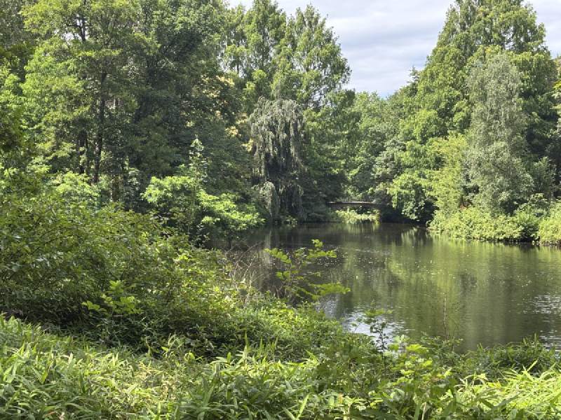蒂爾加滕公園裡一個綠色的小湖,四周都是樹。