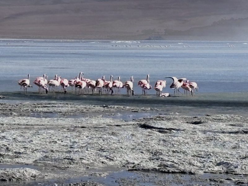 Laguna Colorada 的紅鶴。