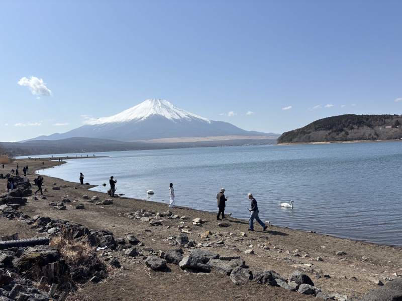 12:52,山中湖東岸,遊客和天鵝都在水邊。