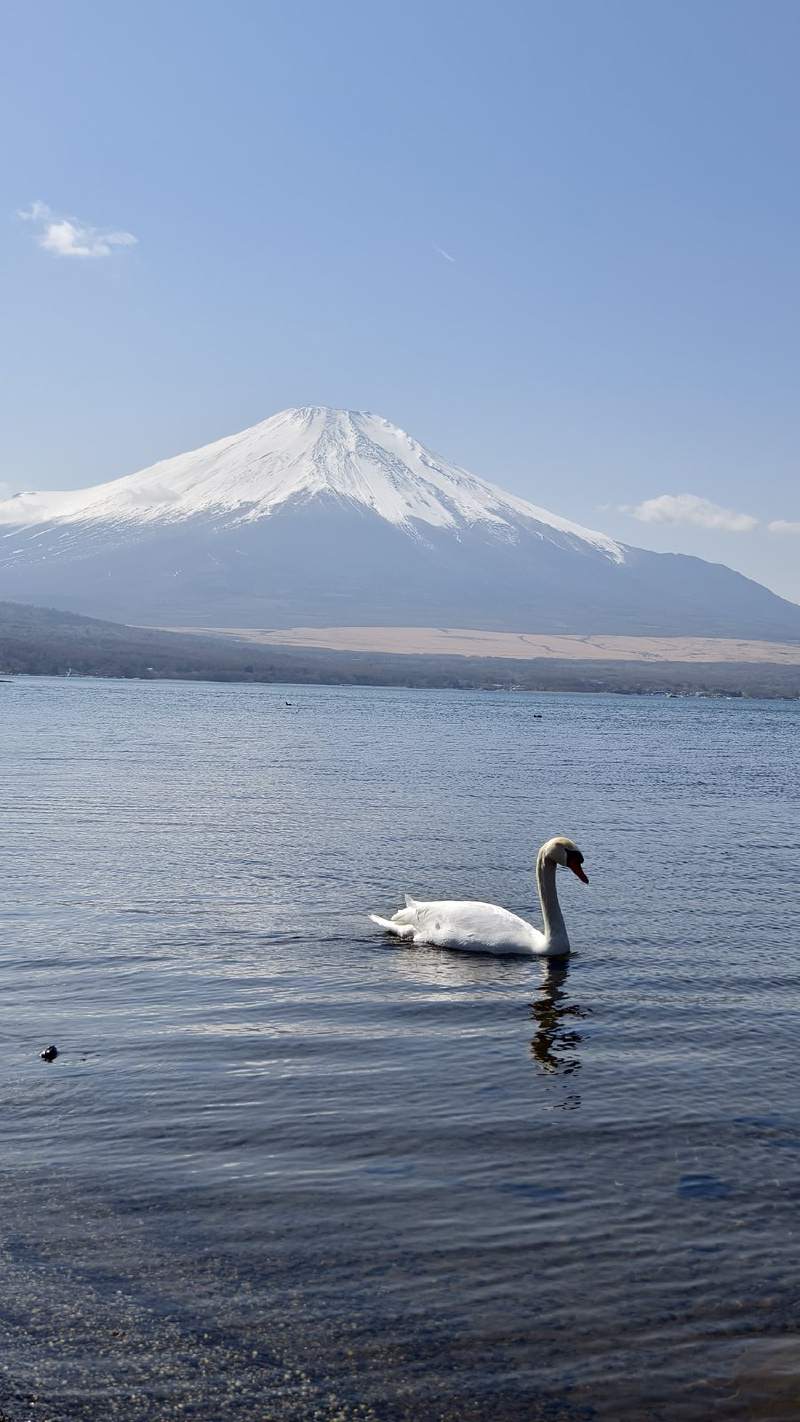 山中湖的天鵝。