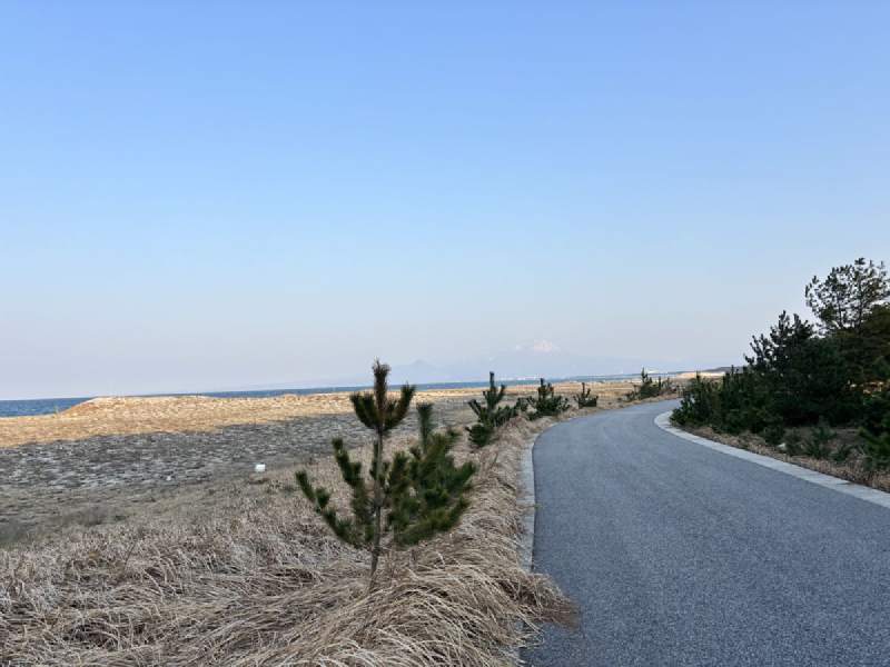 17:15,沿海的路,右邊是松樹,左邊是一片枯草的沙灘。