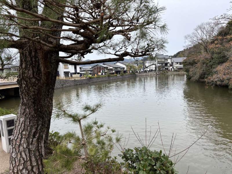 15:15,一棵大松樹,後面是護城河和對岸的房子。