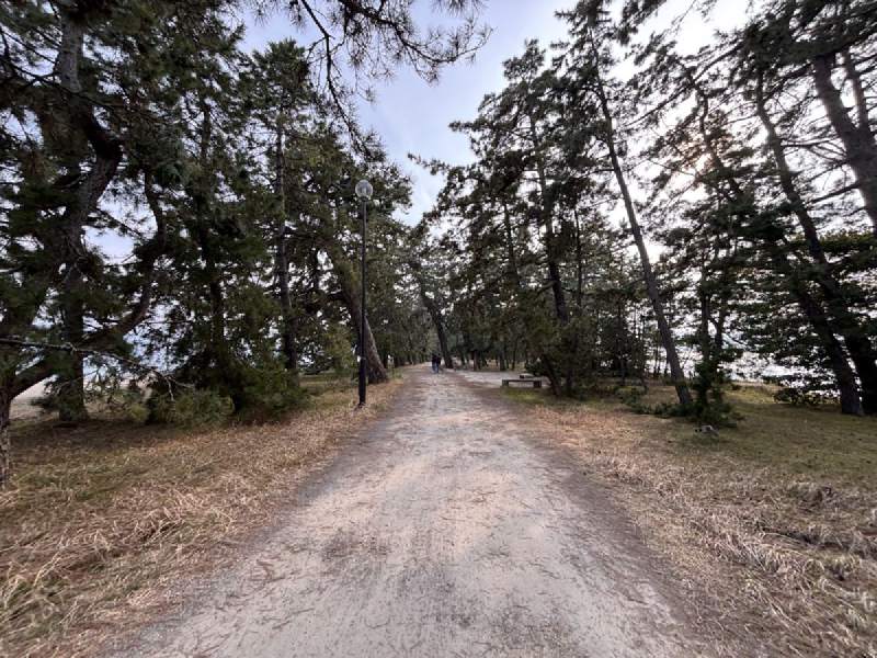 16:05,松樹夾著的沙土小路,路旁是海。