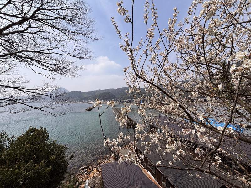 伊根灣,花枝底下是舟屋的屋頂。