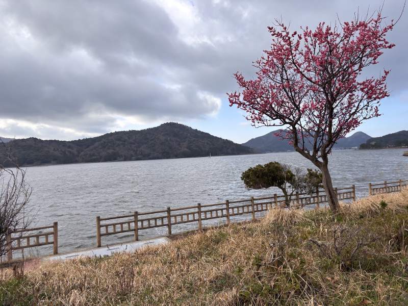 湖邊開滿桃紅色花的樹,風把湖面吹出一排排浪。