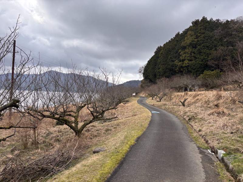 水月湖邊,穿過梅園的自行車道,地上有淺藍色箭頭。