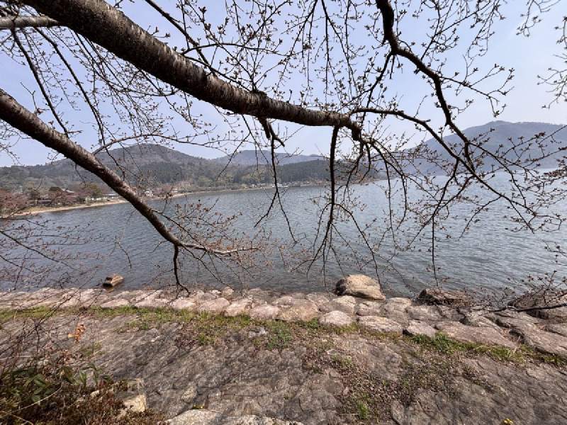 13:02,光禿的櫻枝垂在湖面上,湖岸鋪著石塊。