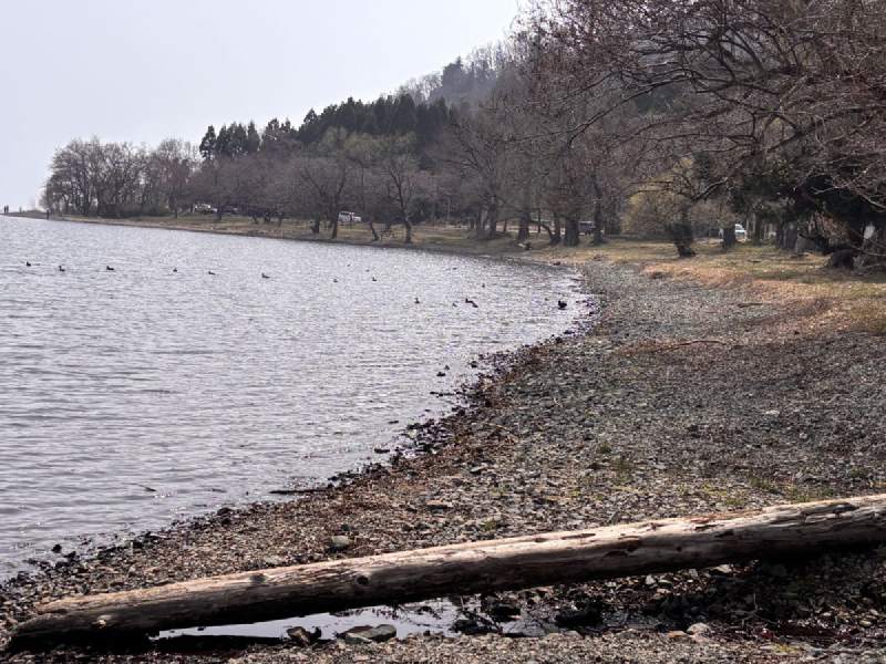 13:14,湖岸的石灘,岸邊倒著一根漂流木,遠處的樹林。