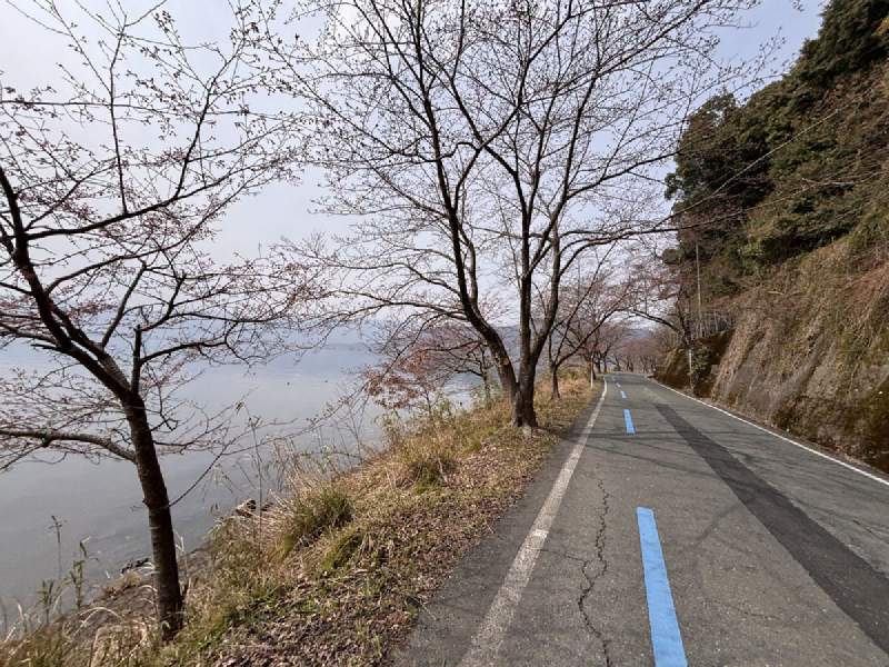 13:47,山壁和湖之間的路,路邊的櫻樹開了一點花。
