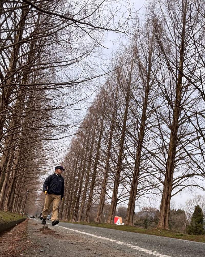 14:41,兩排高高的杉樹中間一條路,有人走在路上。