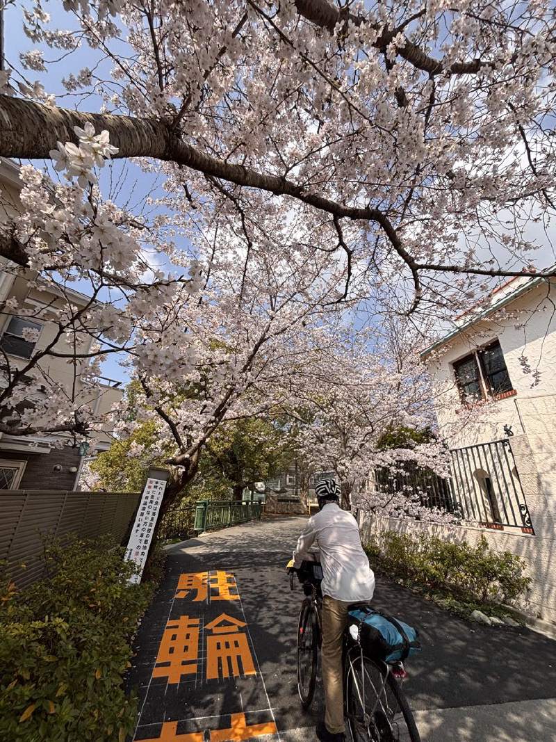 10:27,櫻花樹和住家的牆,地上寫著「輪」字,有人牽著單車。