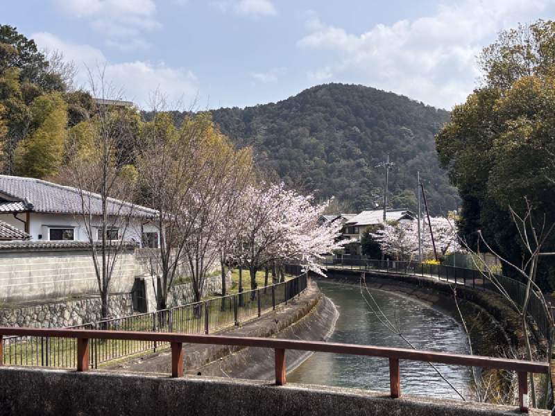 10:36,運河彎過去,岸邊的櫻花樹,後面是山。
