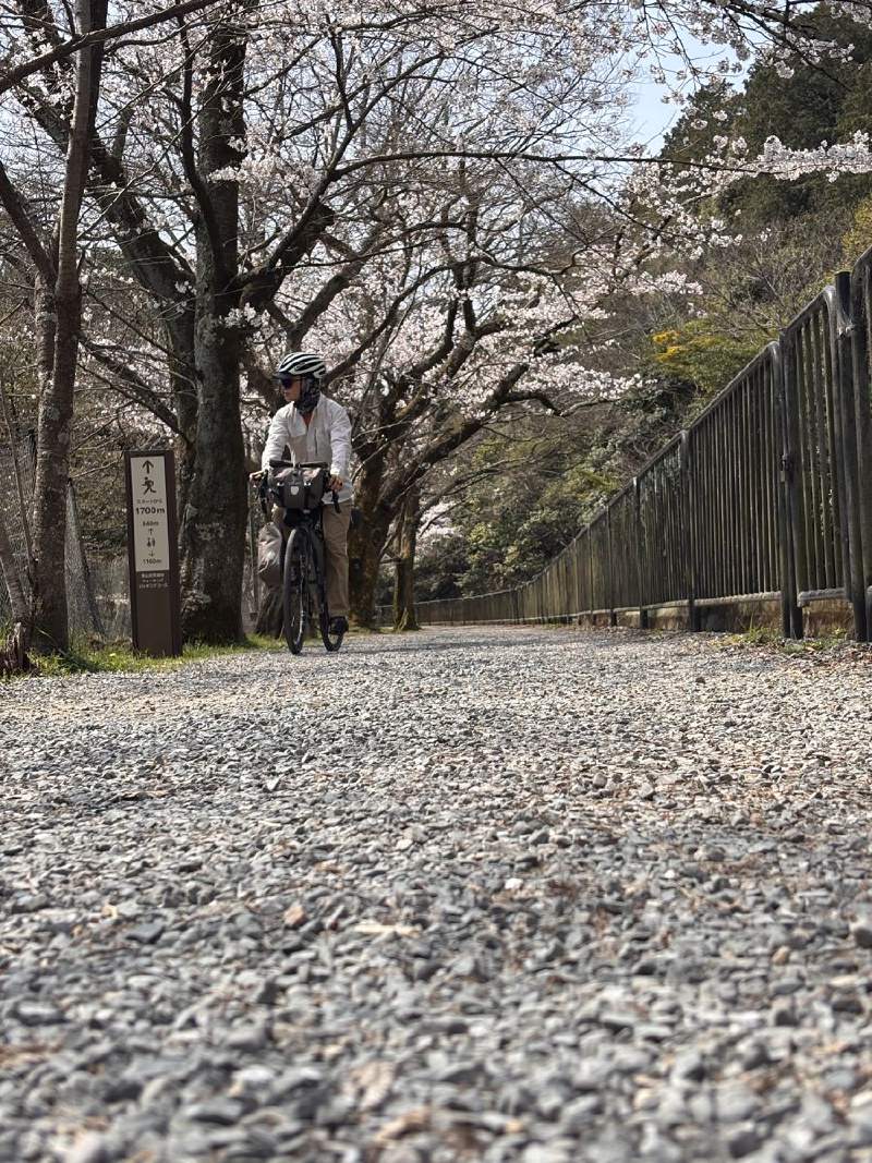 10:40,碎石路上有人騎車,兩旁是櫻花樹。