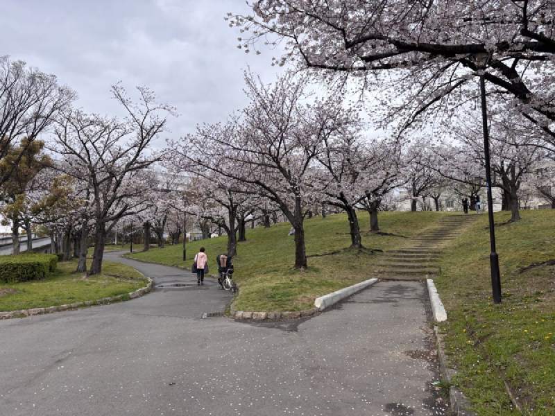 11:51,公園的櫻花,路上有人走,草坡上也開著花。
