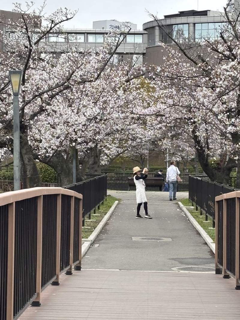 12:47,櫻花樹之間的橋,橋上有人在拍照。