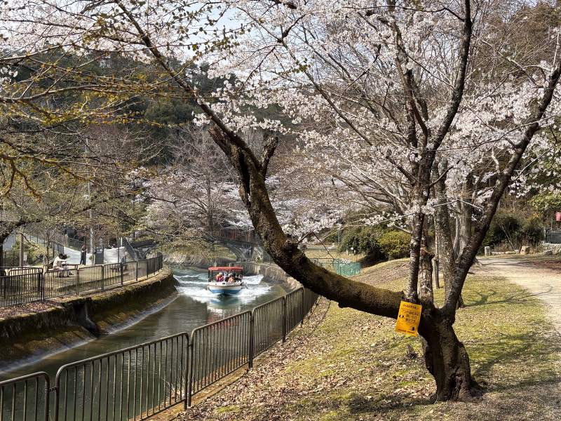 琵琶湖疏水船從櫻花底下開過來。