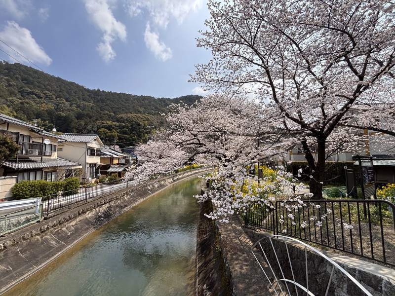 疏水沿岸的民家、櫻花和油菜花。