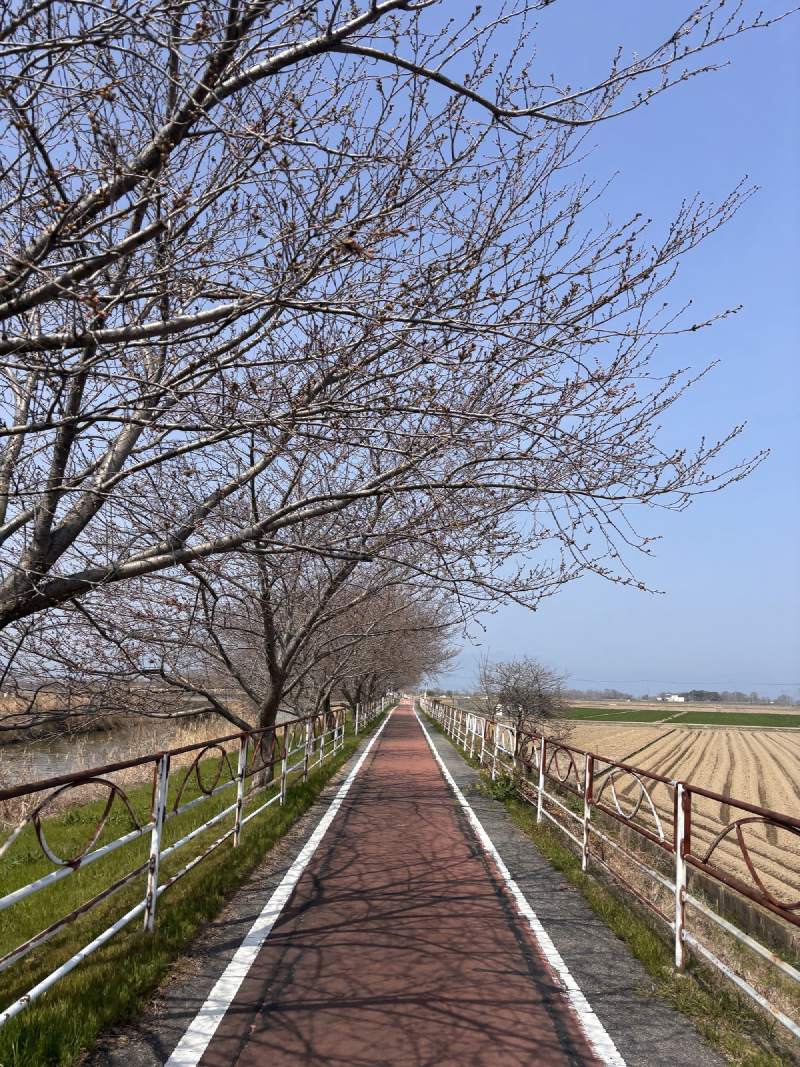城外的自行車道,左邊的櫻樹只有花苞,右邊的田剛犁過。