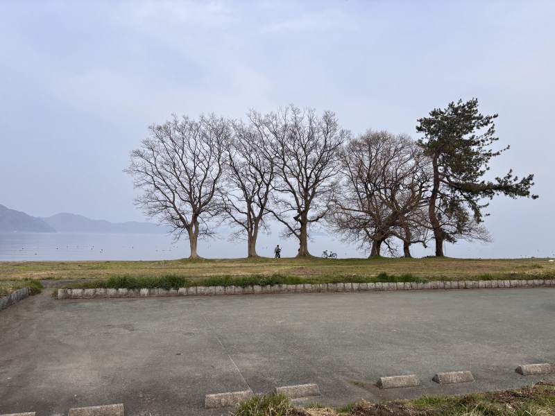 牧野往南、今津北邊的湖畔,一排大樹。