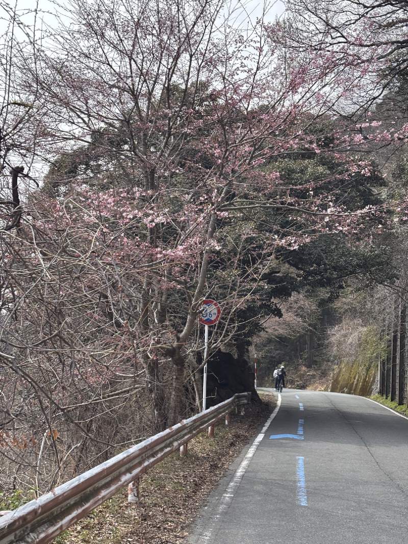 海津大崎的湖岸路,早開的櫻花。前面兩位也是騎車的。