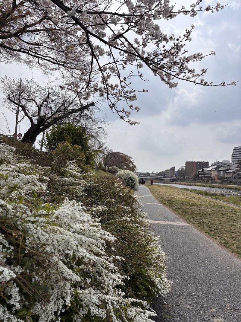 鴨川河岸,雪柳和櫻花一起開。