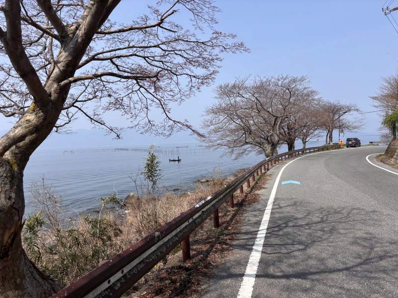 長命寺北邊的湖岸路。湖上一排排木樁是「魞」,路面有 ビワイチ 的藍箭頭,櫻樹還只有花苞。