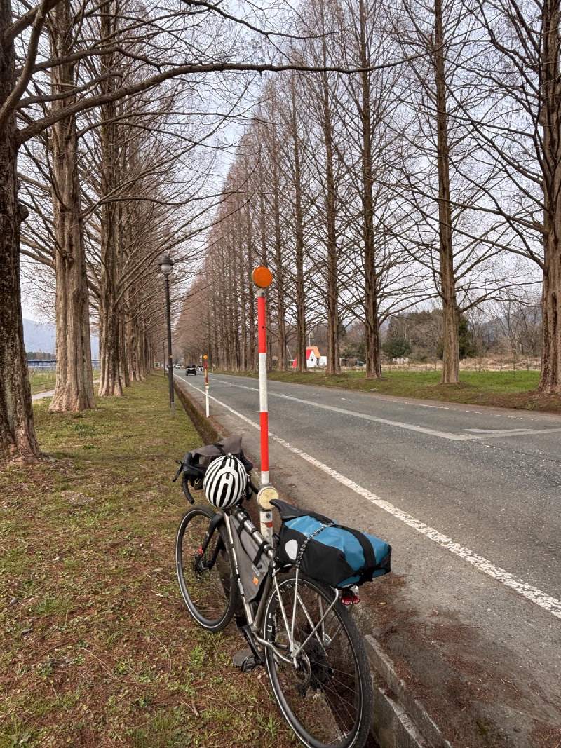 牧野的 Metasequoia 林蔭道,三月底還是一身冬天的褐色。