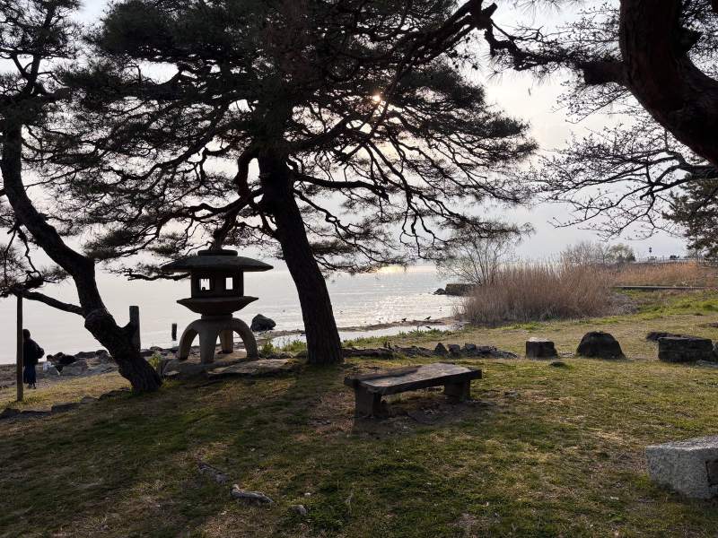 豐公園的湖邊,松樹、石燈籠,太陽已經低了。