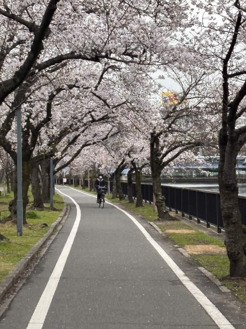 3/31,大阪大川邊的櫻花已經是隧道。