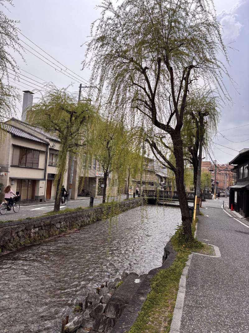 京都市內的白川,垂柳剛綠。