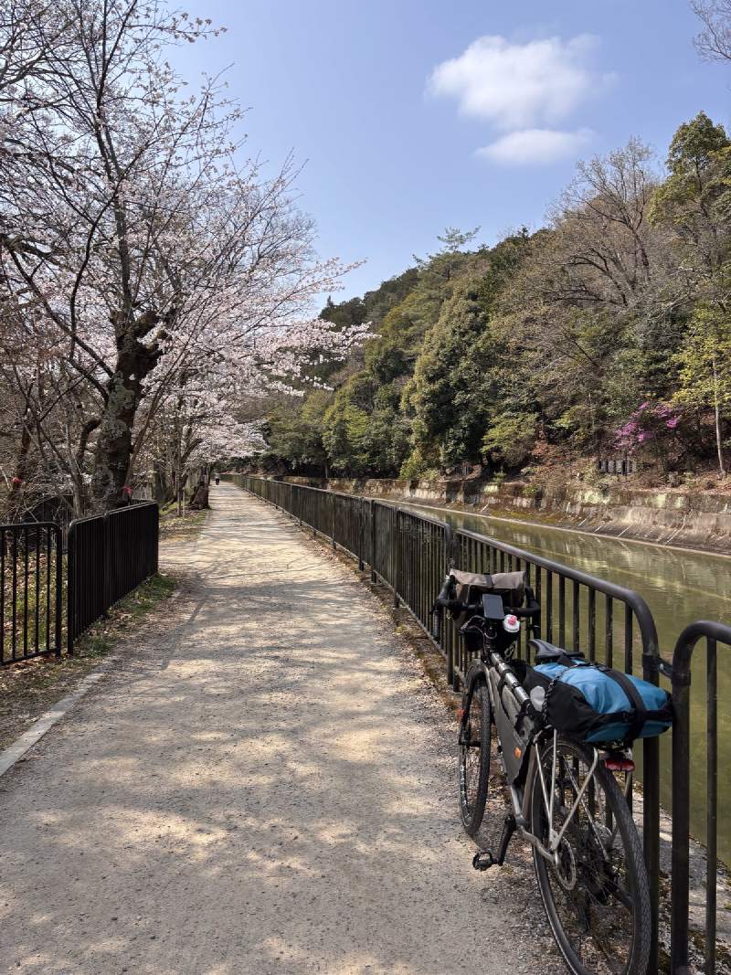 3/30,山科段的琵琶湖疏水,櫻花已經開了。