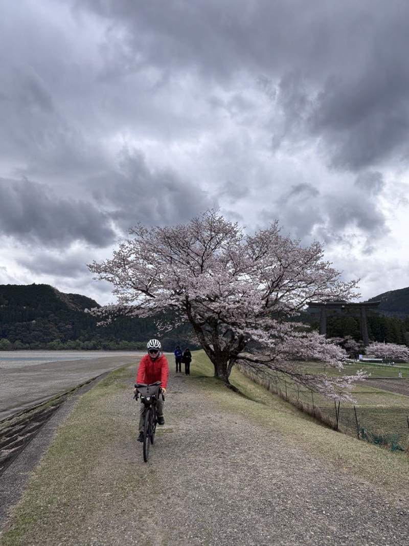 灰雲底下,一棵櫻花開在堤岸邊,車從樹下騎過。