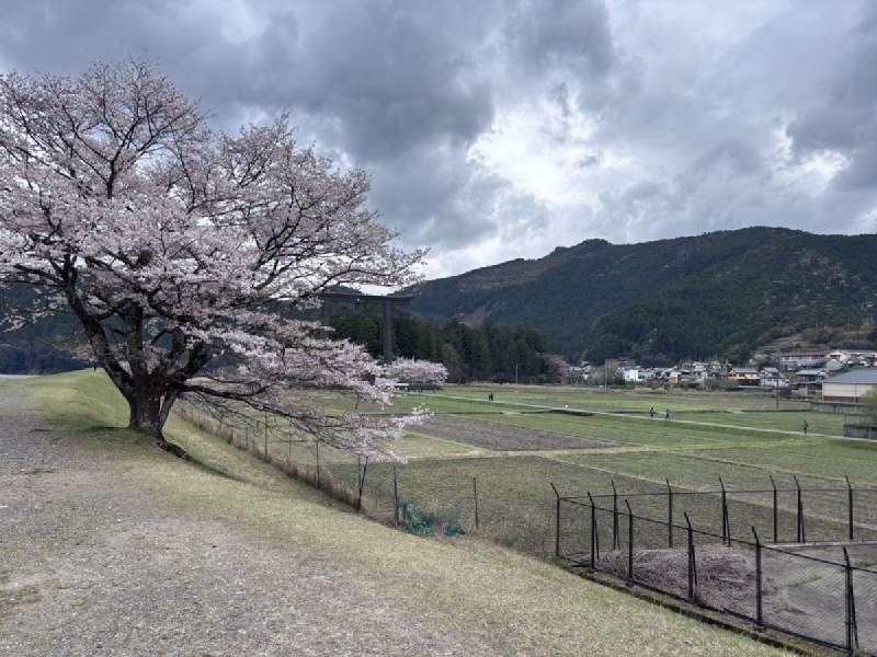 老櫻張開枝子,替空空的田撐起一把傘;遠山壓著雲。