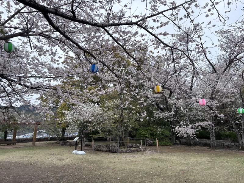 新宮城跡:櫻花底下掛著彩色燈籠,花和燈,都還在等晚上。