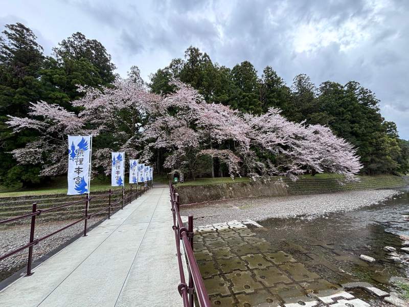 11:13,大齋原旁的橋,一排「熊野本宮」的旗子;對岸的櫻花開成一整片。