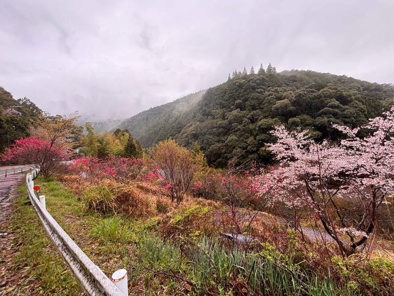 4/1 16:13,滝尻王子往東北三公里的國道 311 邊:山頭掛著霧,路邊一叢一叢桃紅、粉白的花。