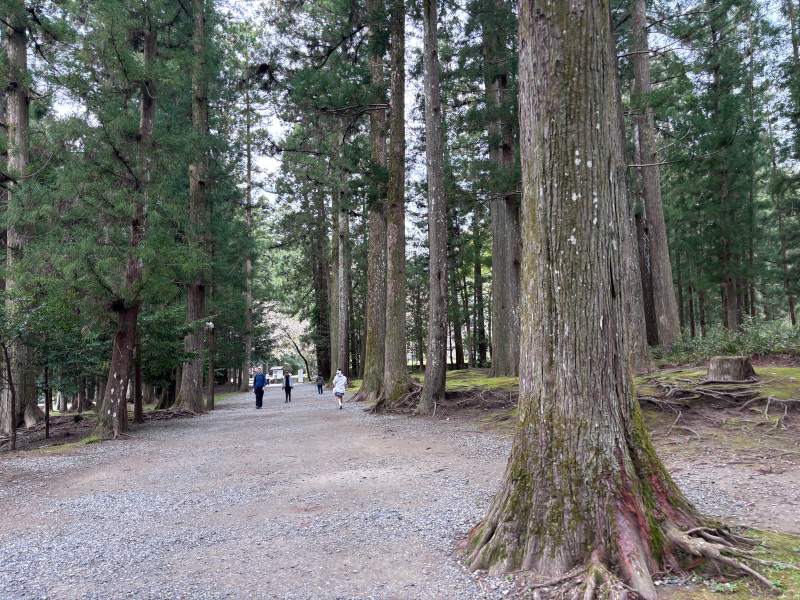 4/4 11:02,大齋原的杉木參道,碎石路一直往裡走。