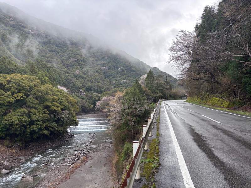 16:19,國道 311 貼著富田川走,河上三道攔水堰翻著白水;對岸山腰的霧裡,夾著幾棵白色的山櫻。