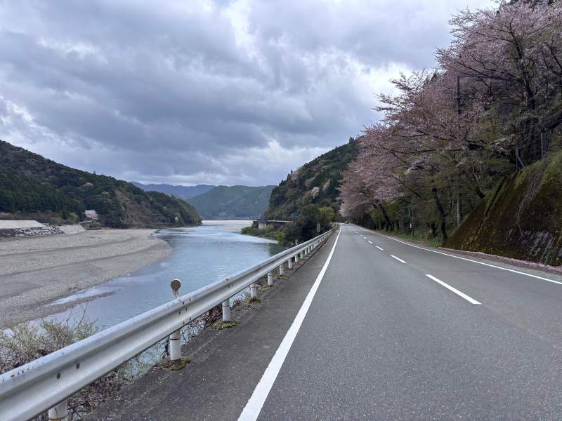 11:21,國道 168 貼著熊野川往下游,右手邊一整排櫻花。