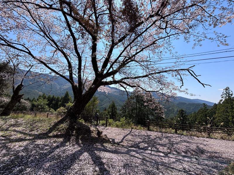 4/2 11:15,野中一帶,老櫻樹斜斜地長在路邊,地上鋪滿花瓣;車靠在樹下的欄杆邊。