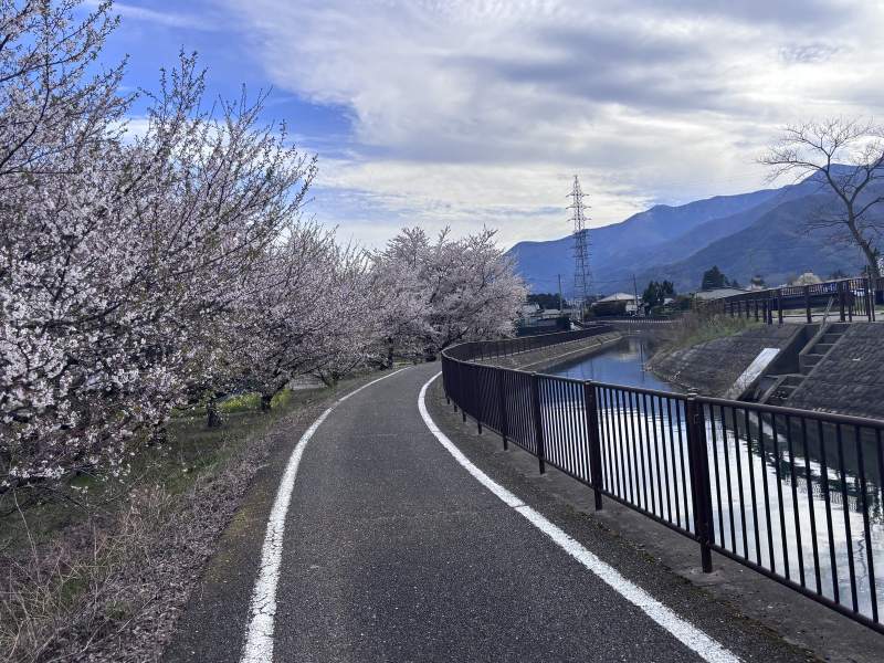 15:21,拾ヶ堰旁的自行車道,一整排櫻花。