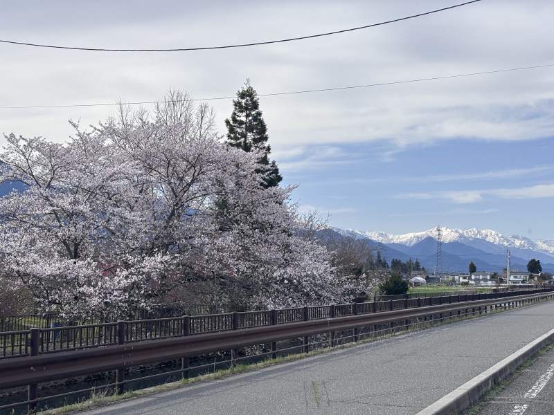 15:09,安曇野,滿開的櫻花和遠處的雪山。