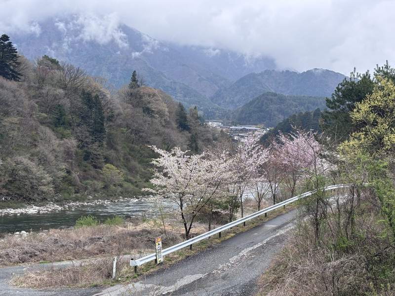 11:04,上松附近的木曾川,櫻花、河灘,還有壓在山上的雲。