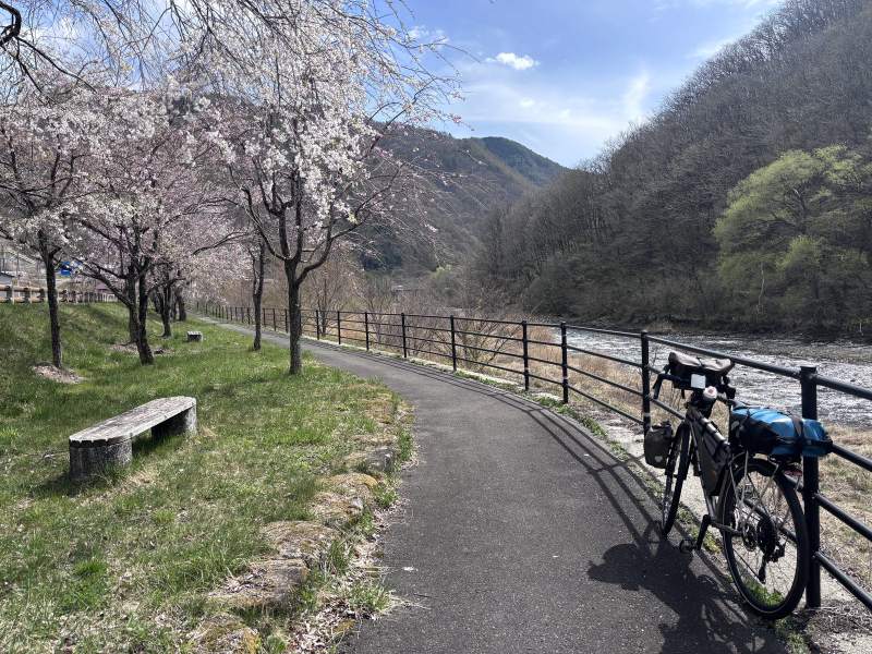 13:55,藪原的河邊一條小路,黑色欄杆,一排枝垂櫻正開。
